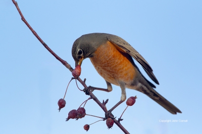 American-Robin;One;Robin;Turdus-migratorius;avifauna;bird;birds;color-image;colo